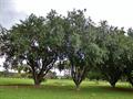 Syzygium jambos